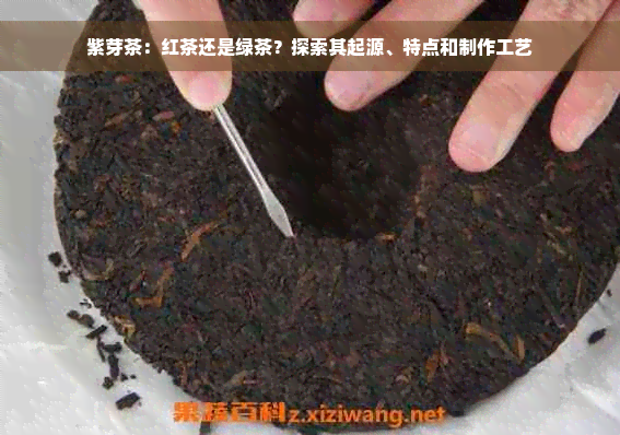 紫芽茶：红茶还是绿茶？探索其起源、特点和制作工艺