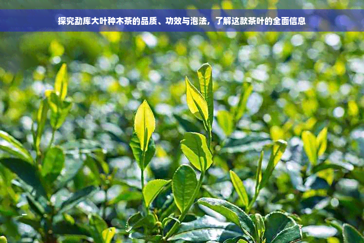 探究勐库大叶种木茶的品质、功效与泡法，了解这款茶叶的全面信息