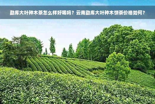 勐库大叶种木茶怎么样好喝吗？云南勐库大叶种木饼茶价格如何？