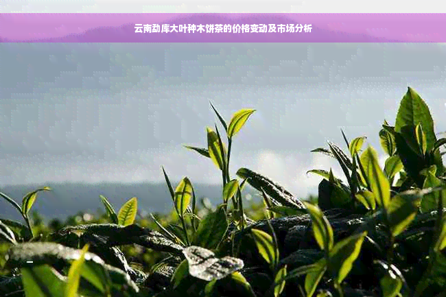 云南勐库大叶种木饼茶的价格变动及市场分析