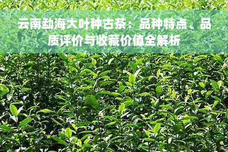 云南勐海大叶种古茶：品种特点、品质评价与收藏价值全解析