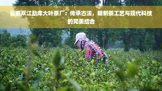 云南双江勐库大叶茶厂：传承古法，精制茶工艺与现代科技的完美结合