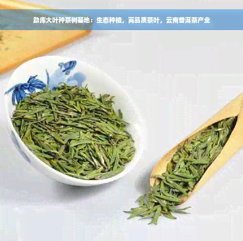 勐库大叶种茶树基地：生态种植，高品质茶叶，云南普洱茶产业