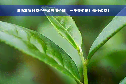 山西冻绿叶茶价格及药用价值：一斤多少钱？是什么茶？