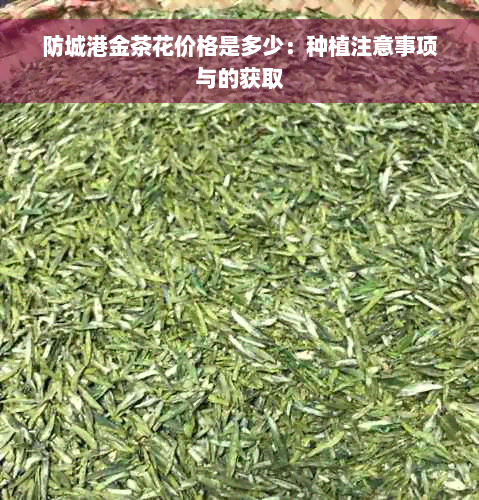 防城港金茶花价格是多少：种植注意事项与的获取