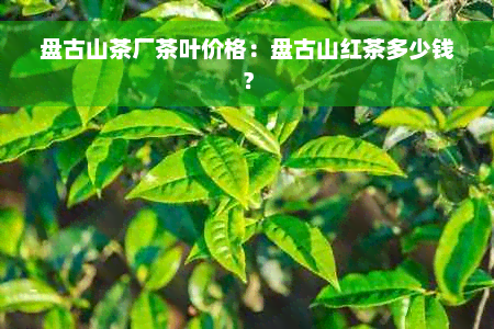 盘古山茶厂茶叶价格：盘古山红茶多少钱？