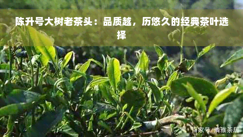 陈升号大树老茶头：品质越，历悠久的经典茶叶选择