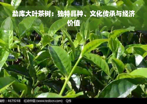 勐库大叶茶树：独特品种、文化传承与经济价值