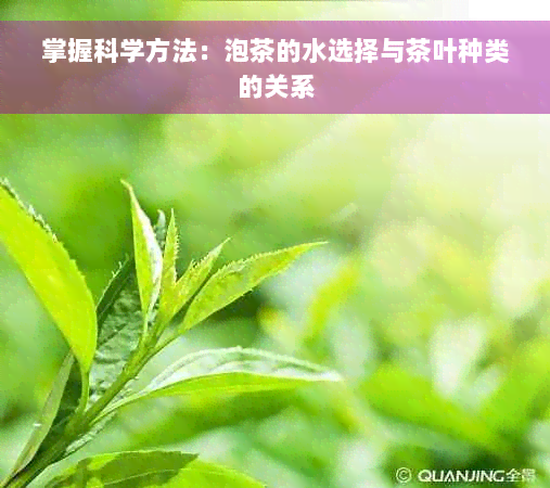 掌握科学方法：泡茶的水选择与茶叶种类的关系