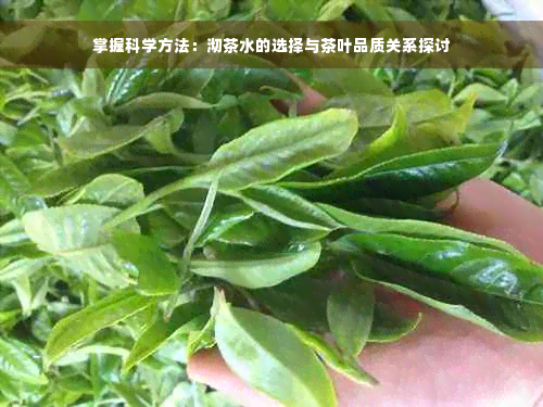 掌握科学方法：沏茶水的选择与茶叶品质关系探讨