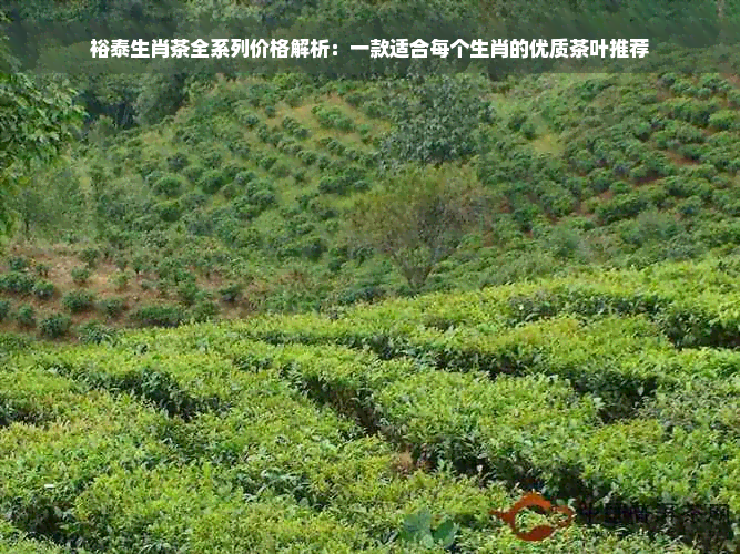 裕泰生肖茶全系列价格解析：一款适合每个生肖的优质茶叶推荐