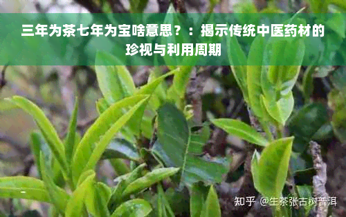 三年为茶七年为宝啥意思？：揭示传统中医药材的珍视与利用周期