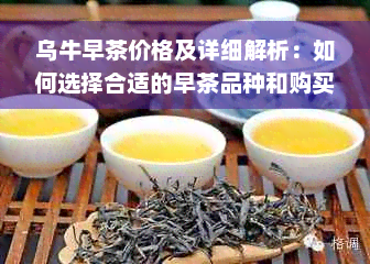 乌牛早茶价格及详细解析：如何选择合适的早茶品种和购买地点？