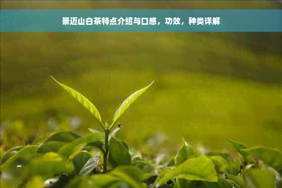 景迈山白茶特点介绍与口感，功效，种类详解