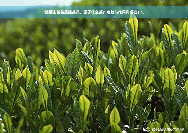 '峨眉山茗茶是绿茶吗，属于什么茶？功效与作用有哪些？'。