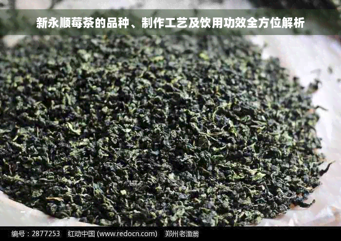 新永顺莓茶的品种、制作工艺及饮用功效全方位解析