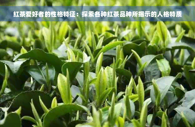 红茶爱好者的性格特征：探索各种红茶品种所揭示的人格特质