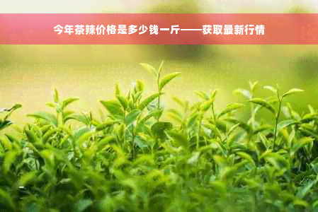 今年茶辣价格是多少钱一斤——获取最新行情