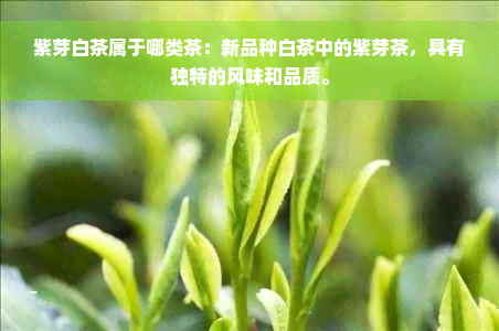 紫芽白茶属于哪类茶：新品种白茶中的紫芽茶，具有独特的风味和品质。