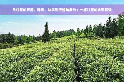 从红茶的起源、种类、功效到传说与典故：一杯红茶的全面解读