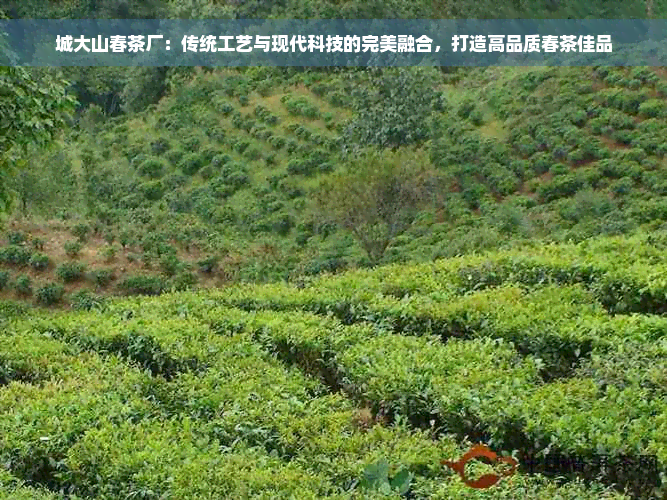 城大山春茶厂：传统工艺与现代科技的完美融合，打造高品质春茶佳品