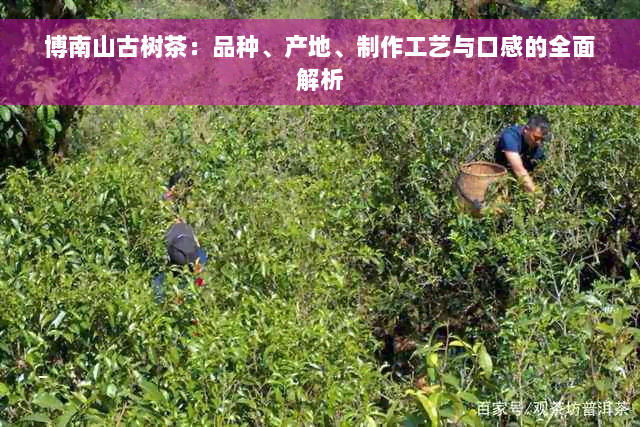 博南山古树茶：品种、产地、制作工艺与口感的全面解析