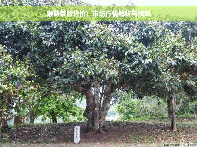 猴菇茶的售价：市场行情解析与预测