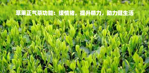 草果正气茶功能：缓情绪，提升精力，助力健生活