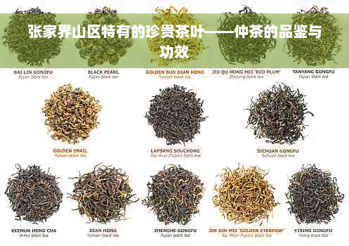 张家界山区特有的珍贵茶叶——仲茶的品鉴与功效