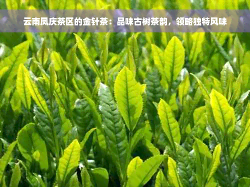 云南凤庆茶区的金针茶：品味古树茶韵，领略独特风味