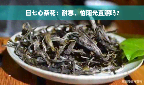 日七心茶花：耐寒、怕阳光直照吗？