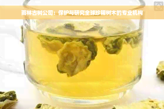 雨林古树公司：保护与研究全球珍稀树木的专业机构