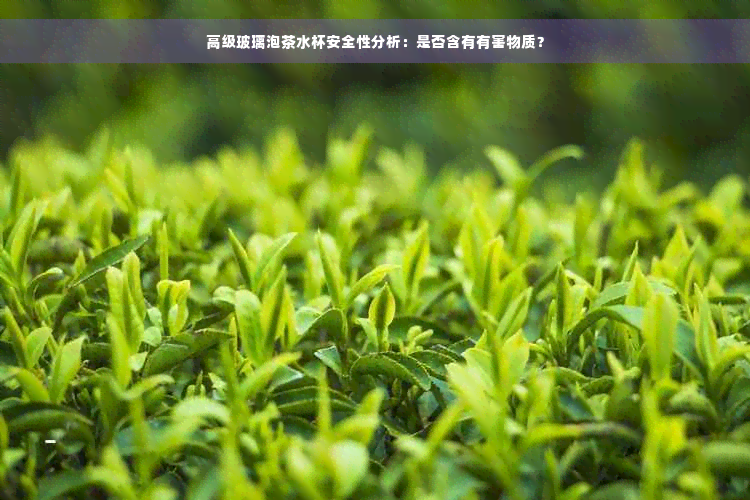 高级玻璃泡茶水杯安全性分析：是否含有有害物质？