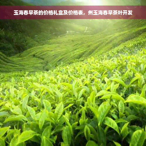 玉海春早茶的价格礼盒及价格表，州玉海春早茶叶开发