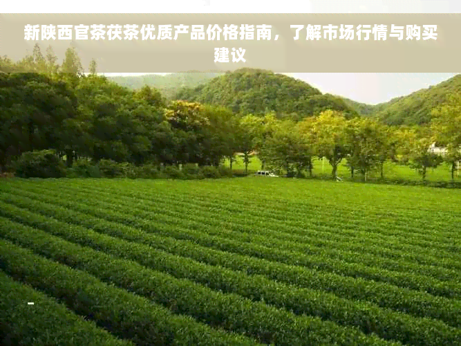 新陕西官茶茯茶优质产品价格指南，了解市场行情与购买建议