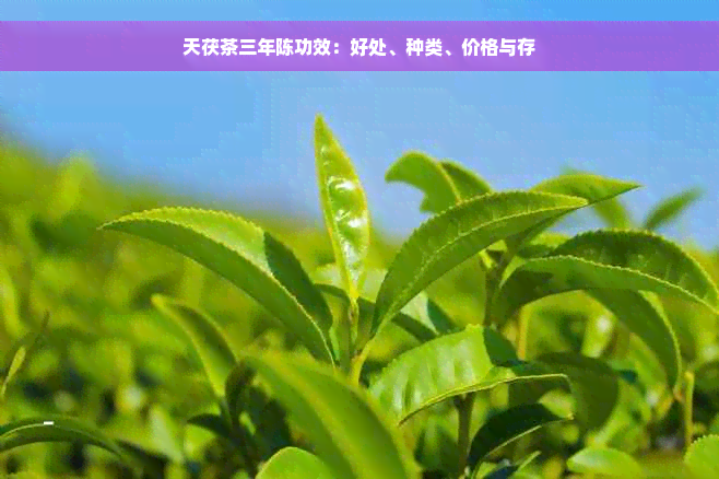 天茯茶三年陈功效：好处、种类、价格与存