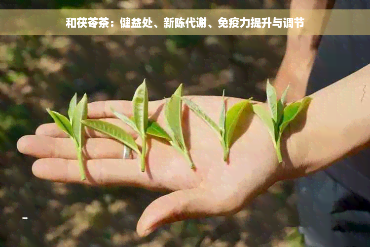 和茯苓茶：健益处、新陈代谢、免疫力提升与调节