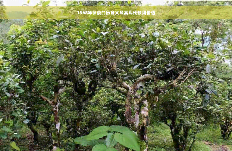 1368年茯茶的历含义及其现代饮用价值