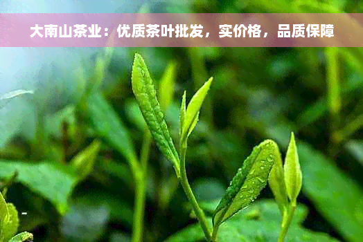 大南山茶业：优质茶叶批发，实价格，品质保障