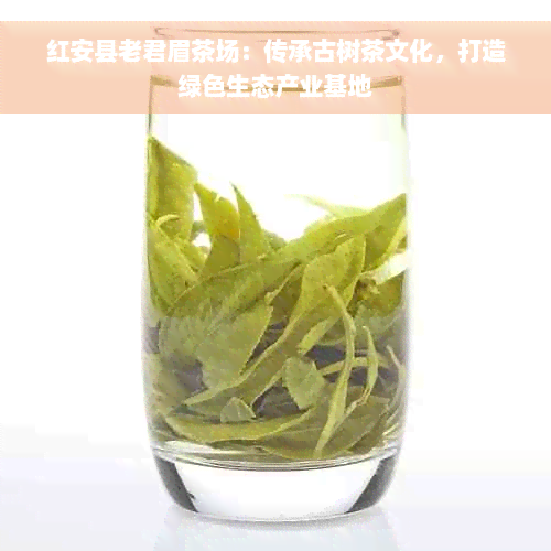 红安县老君眉茶场：传承古树茶文化，打造绿色生态产业基地