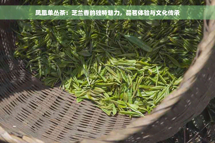 凤凰单丛茶：芝兰香的独特魅力，品茗体验与文化传承