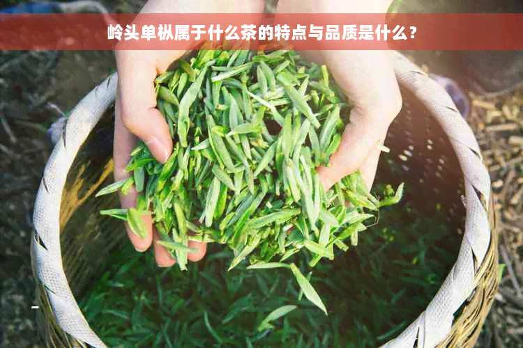 岭头单枞属于什么茶的特点与品质是什么？