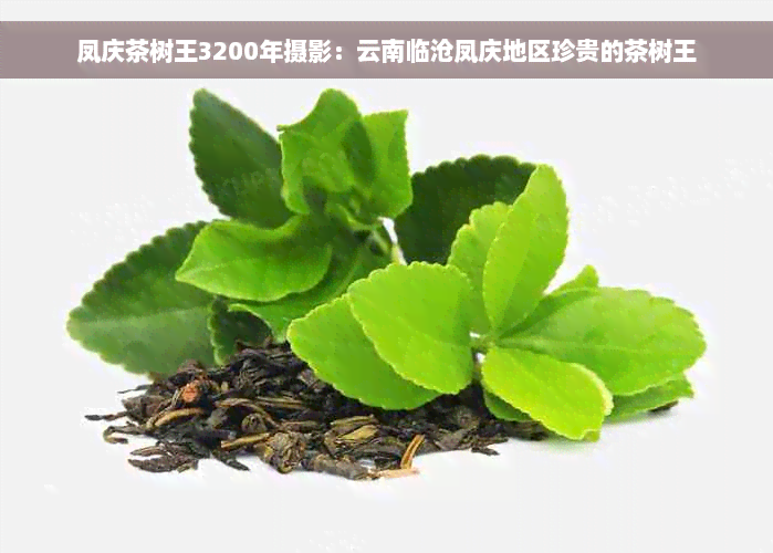 凤庆茶树王3200年摄影：云南临沧凤庆地区珍贵的茶树王