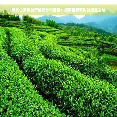 凤庆古茶树的产地和分布范围：探索世界茶树的瑰宝之地