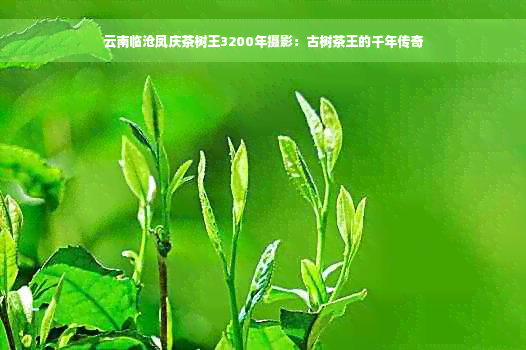 云南临沧凤庆茶树王3200年摄影：古树茶王的千年传奇