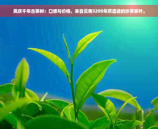 凤庆千年古茶树：口感与价格，来自云南3200年历遗迹的珍贵茶叶。