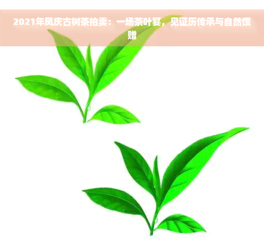 2021年凤庆古树茶拍卖：一场茶叶宴，见证历传承与自然馈赠