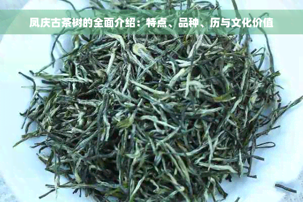 凤庆古茶树的全面介绍：特点、品种、历与文化价值