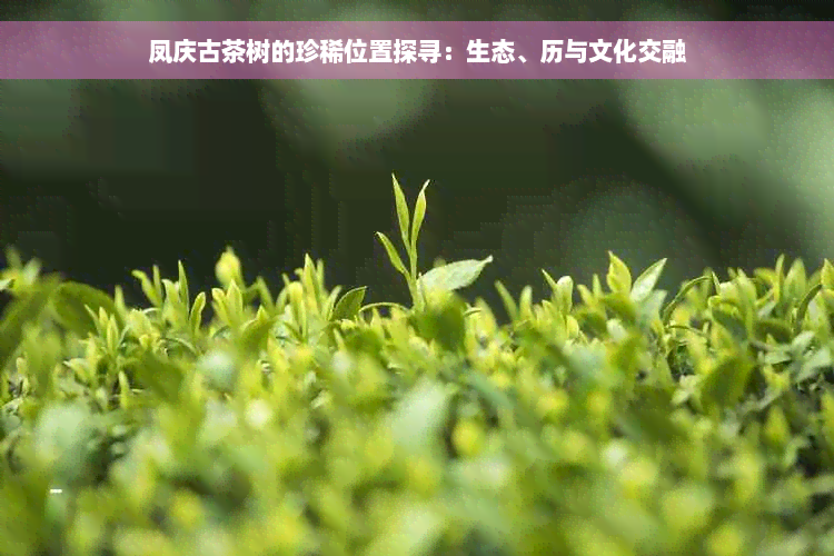 凤庆古茶树的珍稀位置探寻：生态、历与文化交融