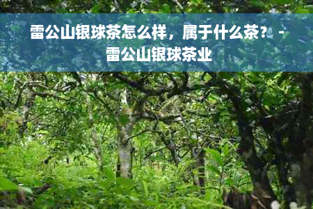 雷公山银球茶怎么样，属于什么茶？ - 雷公山银球茶业